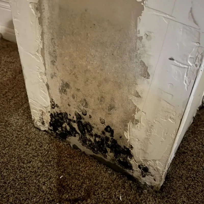 Professional Mold Removal in Kiowa County, OK